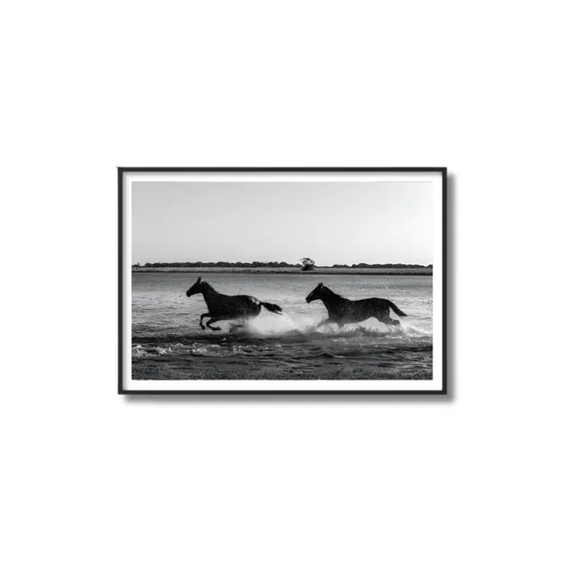 Black and White Horse Photography