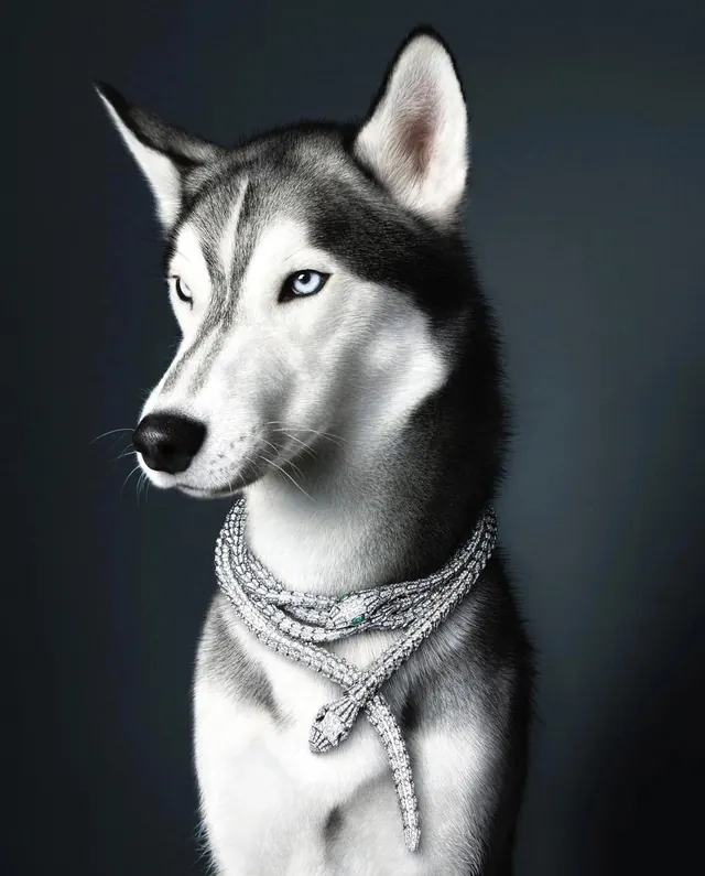 Monochrome Siberian Husky Portrait