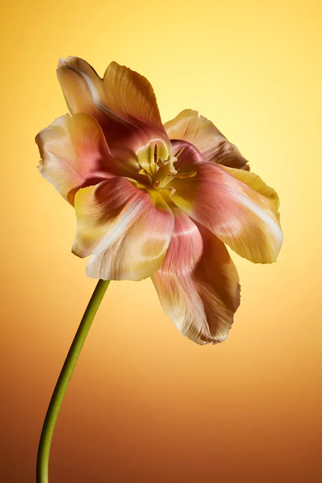 Pink and Yellow Flower Close-up