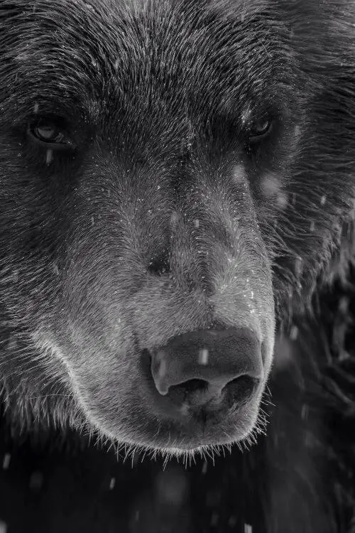 Bear Portrait