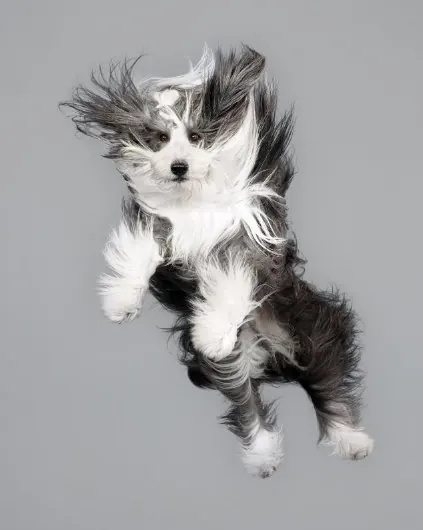Long-haired Dog Portrait