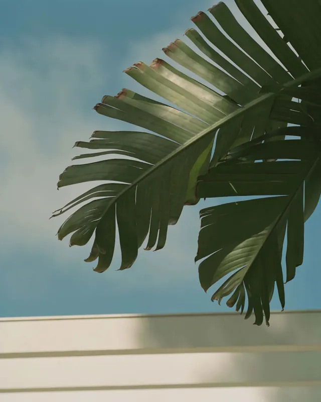 Palm Leaf Architectural Detail