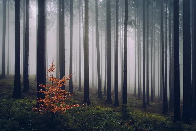 Misty Forest Landscape