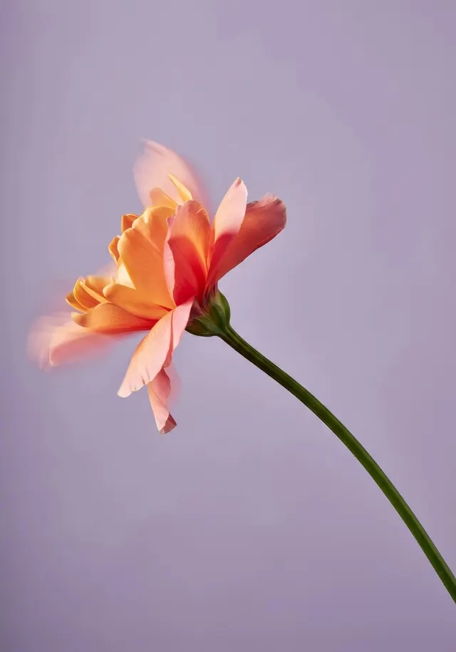 Single Flower on Lavender Background