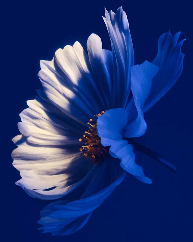 Blue-lit white flower macro photography, photographic, minimal, dark