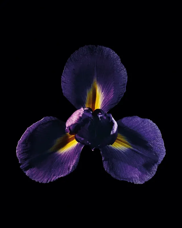 Illuminated iris flower against dark background, photographic, dark-mode, vibrant
