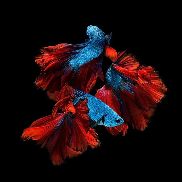 Red and blue siamese fighting fish against black, photographic, vibrant