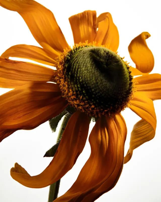 Close-up photograph of golden sunflower petals, photographic, organic, warm
