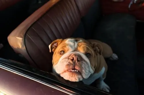 Bulldog in Car Interior