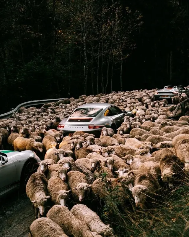 Porsche among sheep on forest road, photographic, surreal, dark