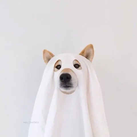 Dog in White Sheet