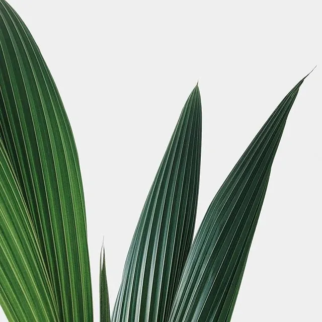 Palm frond linear texture study, minimal, organic, light