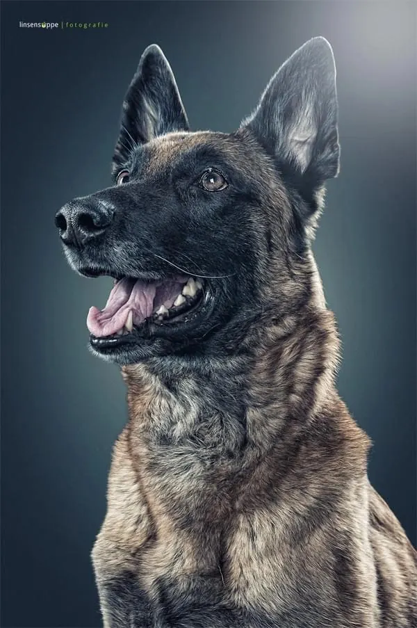 German Shepherd Portrait