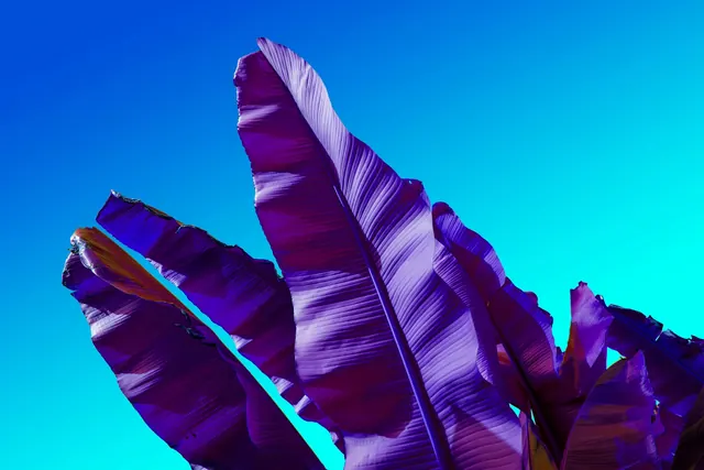 Vibrant Purple Banana Leaves Against Blue Sky, organic, vibrant