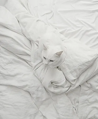 White Cat on Bed