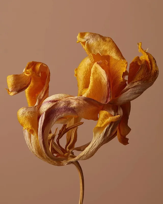 Dried Flower Macro