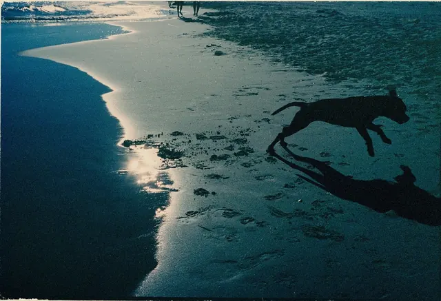 Silhouette on a Beach