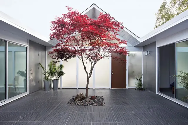 Minimalist modern courtyard with red maple, minimal, photographic, light