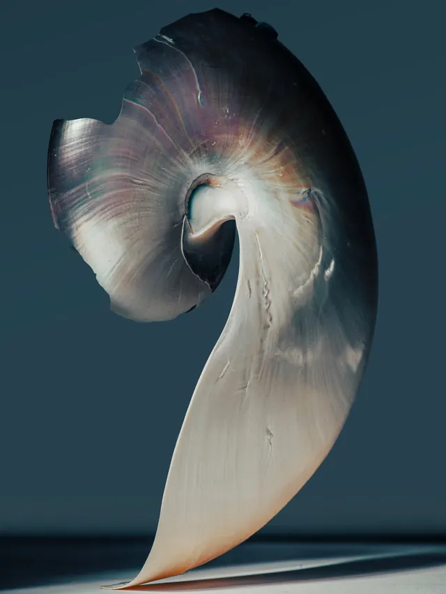 Nautilus Shell Study