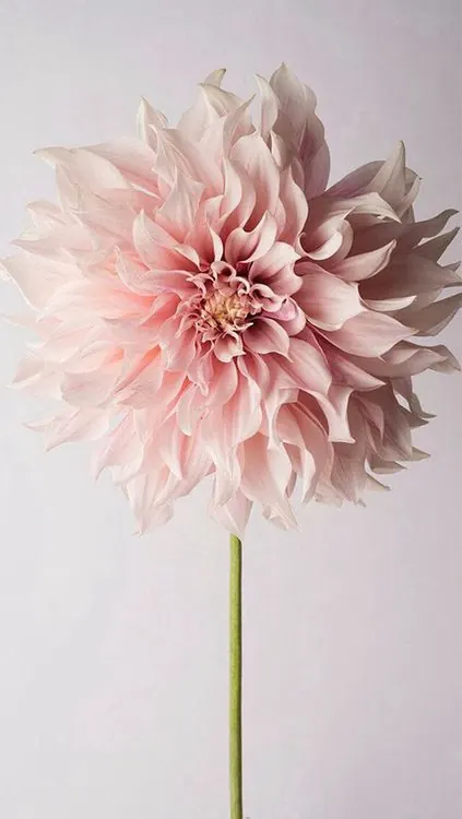 Pink Dahlia Flower