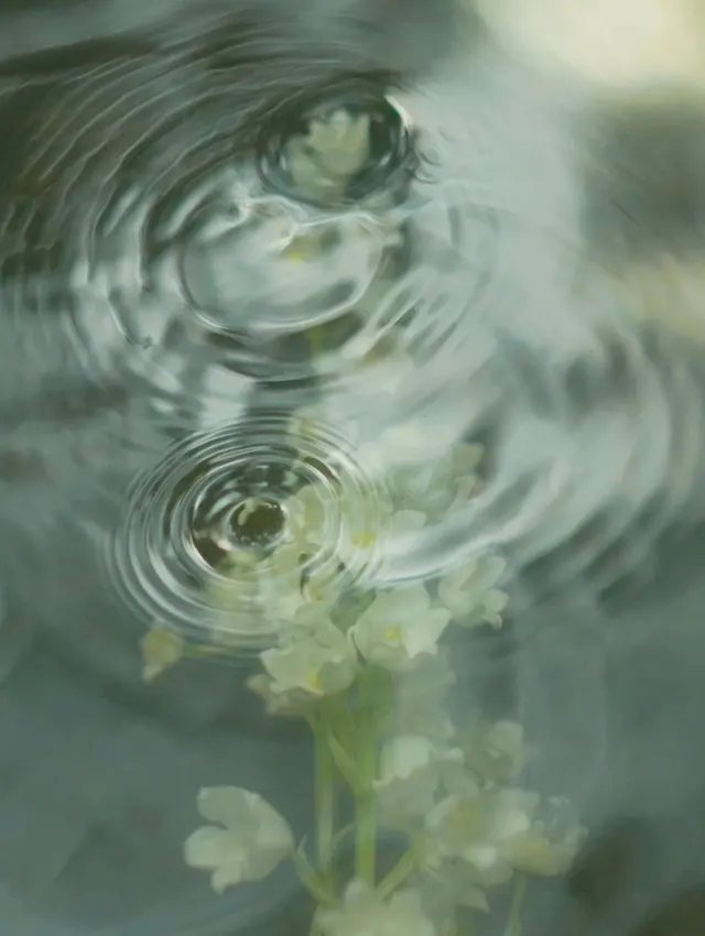 Water Ripple and Flora