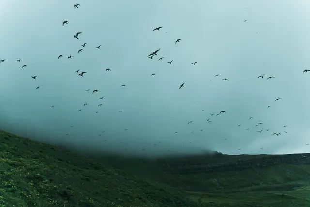 Mist Over Rolling Hills