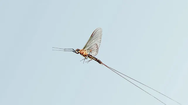Dragonfly in Flight