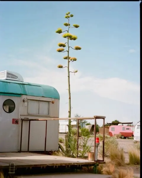 Industrial Landscape with Joshua Tree