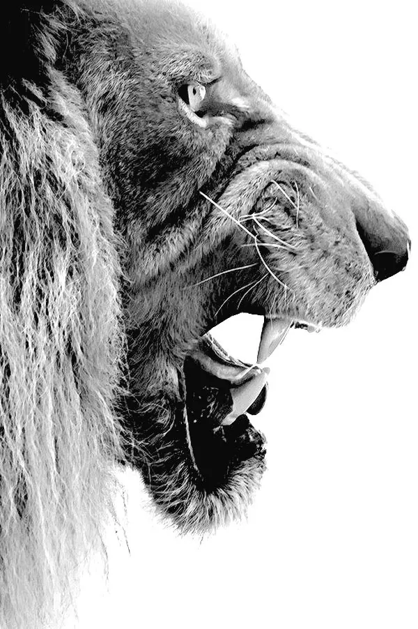 Lion Portrait