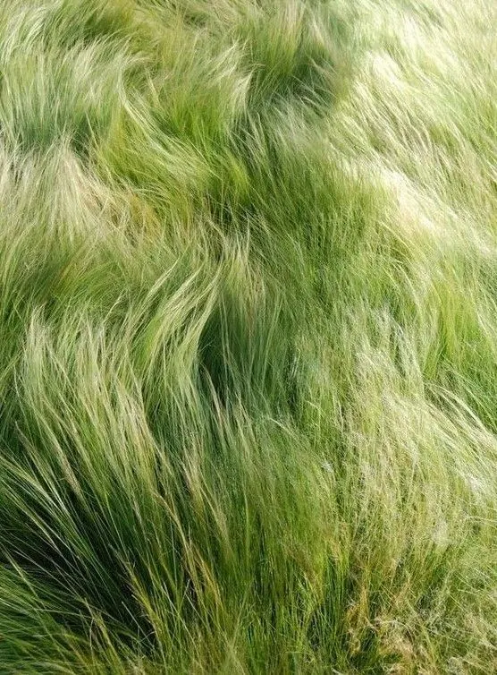 Tall Grass Texture