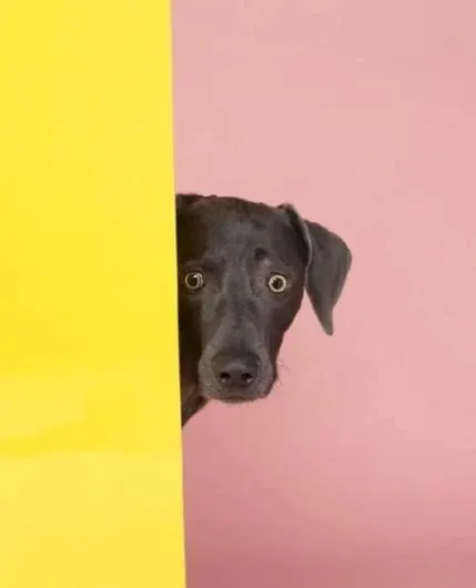 Dog Portrait with Color Block