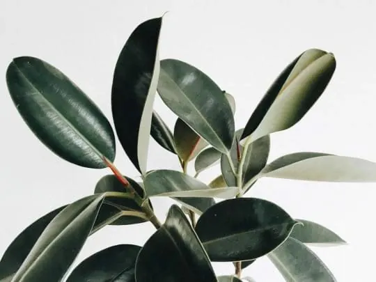 Rubber Plant Leaf Study