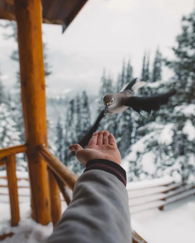 Hand Holding Bird in Winter