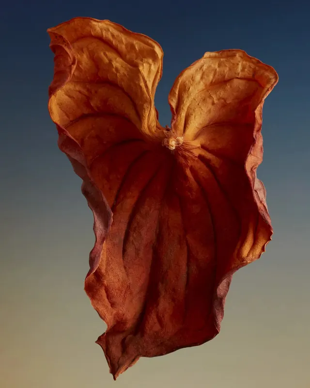 Dried Leaf Macro