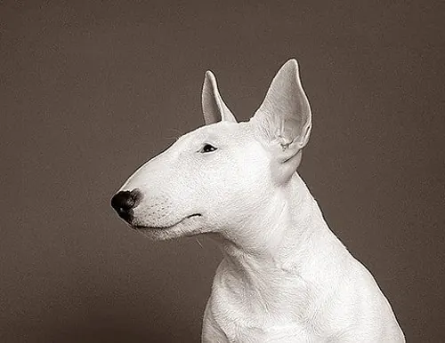 White Dog Portrait