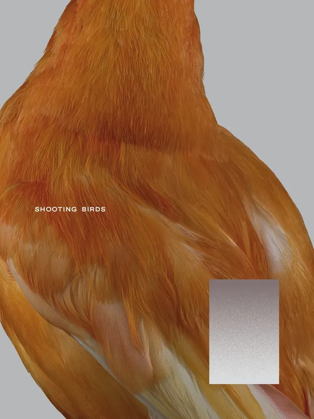 Shooting Birds Visual