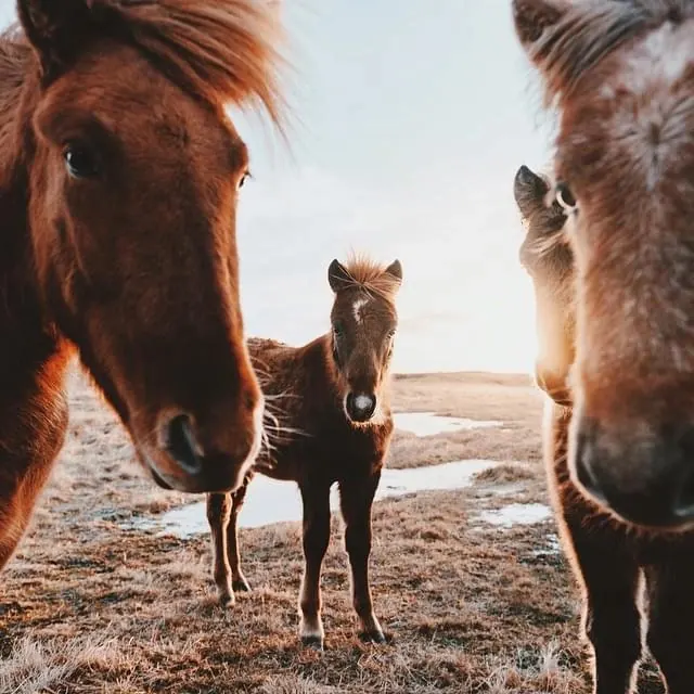 Horses in a Winter Landscape