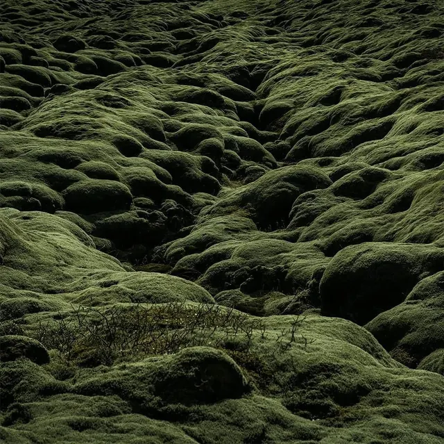 Mossy Terrain Texture