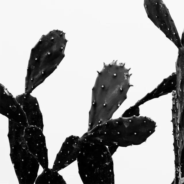 Prickly pear cactus black and white photograph, photographic, monochrome, dark