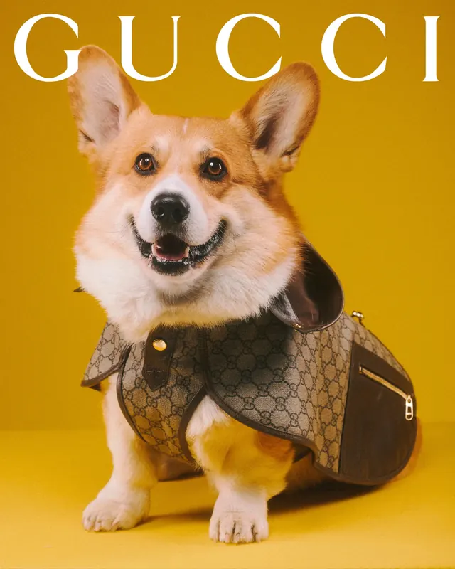 Corgi in Gucci print jacket on golden yellow background, playful, photographic, vibrant