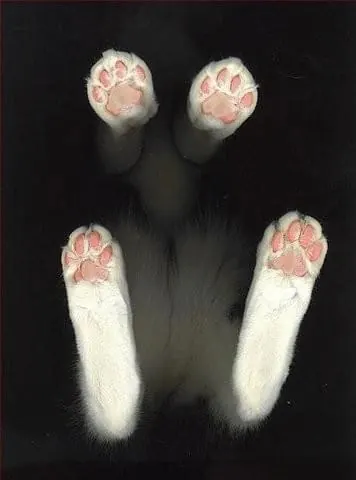 Animal paw study, organic, photographic, dark