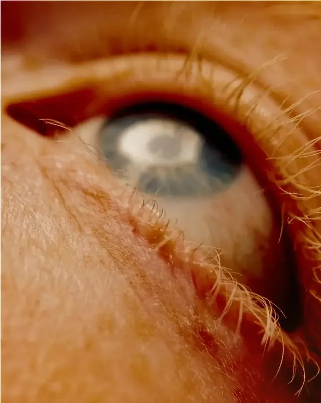 Eye close-up macro photography with warm tones, photographic, technical, warm
