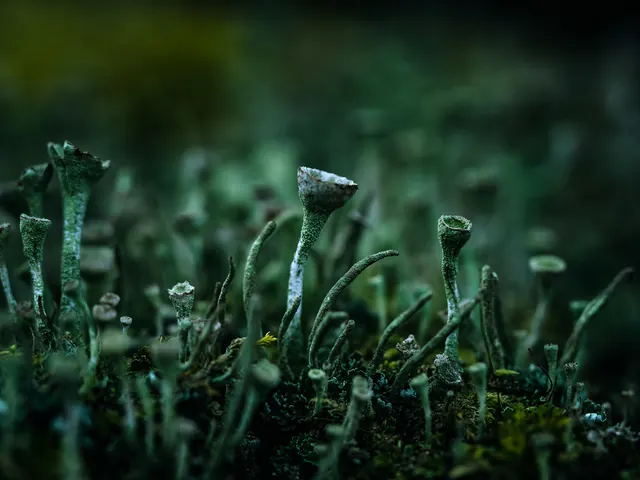 Close-up moss with bokeh background, photographic, organic, earthy