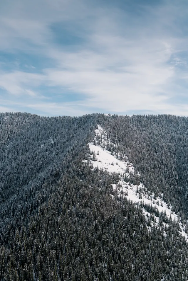 Alberta snow-slope landscape with coniferous forest, photographic, minimal, cool