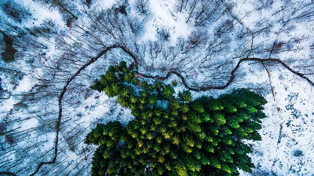 Aerial Winter Forest Landscape