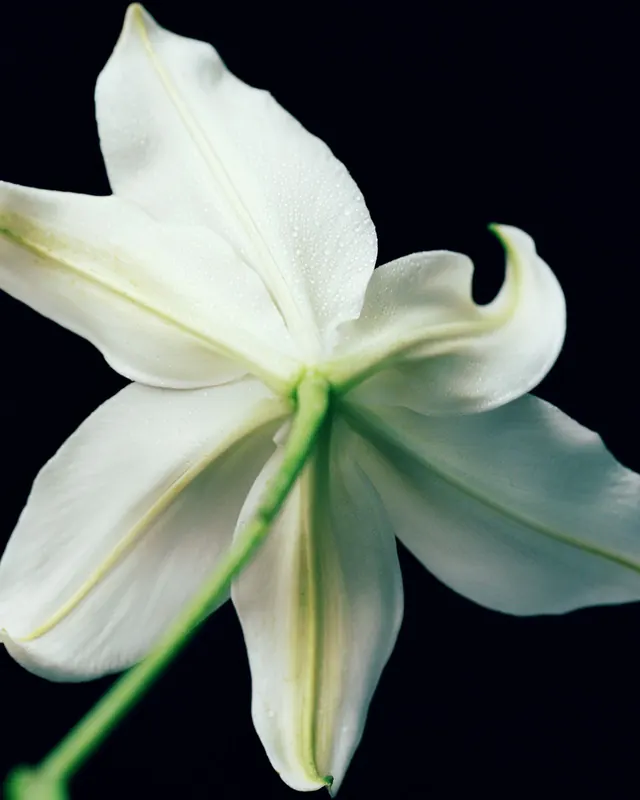 White Lily Flower on Dark Background, photographic, minimal, light