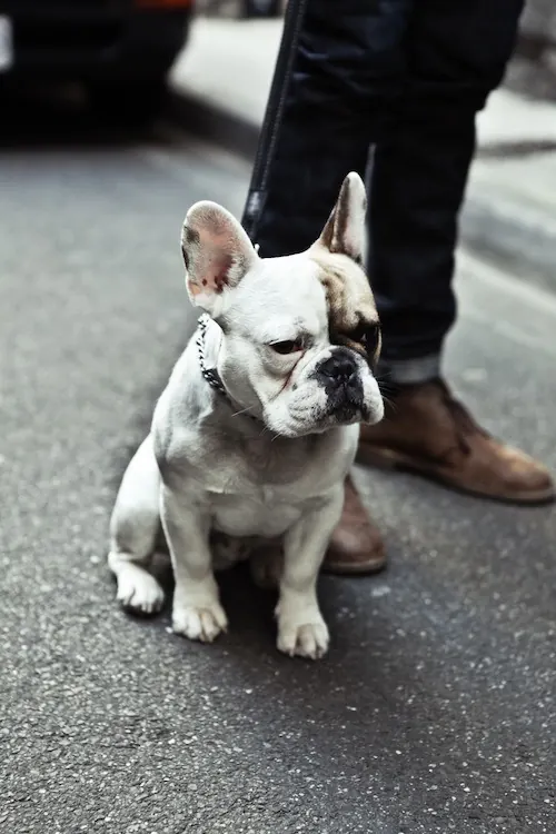Street portrait of French Bulldog on pavement, photographic, documentary, vibrant