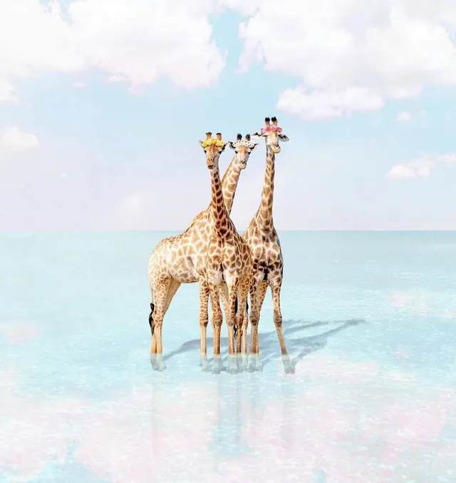 Surreal giraffes with flower crowns in tropical water, photographic, surreal, vibrant