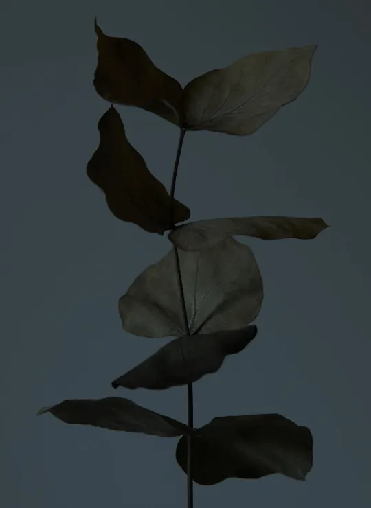 Still-life botanical arrangement on teal, minimal, photographic, cool