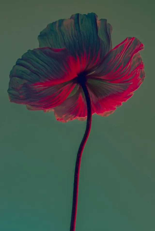 Botanical photograph with complementary color, photographic, artistic, vibrant